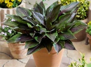 Hosta 'Red Ninja'